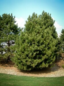 Сосна Чёрная (Pinus Nigra) купить по цене от 270.00р. в интернет-магазине «Посадика» с доставкой почтой в в Комсомольске и по всей России – [изображение №1].