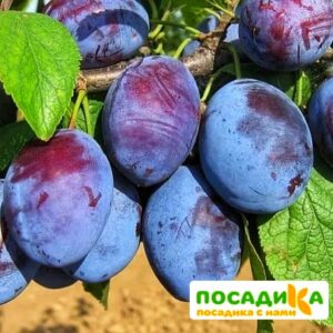 Слива Чачакская ранняя купить по цене от 229.00р. в интернет-магазине «Посадика» с доставкой почтой в в Комсомольске и по всей России – [изображение №1].