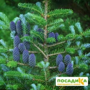 Пихта корейская (Abies koreana) купить по цене от 450.00р. в интернет-магазине «Посадика» с доставкой почтой в в Комсомольске и по всей России – [изображение №1].