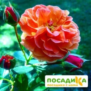 Роза Арабия купить по цене от 350.00р. в интернет-магазине «Посадика» с доставкой почтой в в Комсомольске и по всей России – [изображение №1].