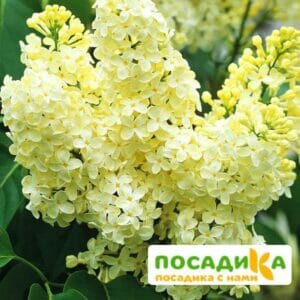 Сирень Примроуз (Primrose) купить по цене от 529.00р. в интернет-магазине «Посадика» с доставкой почтой в в Комсомольске и по всей России – [изображение №1].