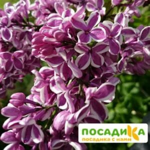 Сирень Сенсация купить по цене от 529.00р. в интернет-магазине «Посадика» с доставкой почтой в в Комсомольске и по всей России – [изображение №1].