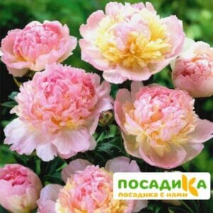 Пион Распберри Сандей (Paeonia Raspberry Sundae) купить по цене от 959р. в интернет-магазине «Посадика» с доставкой почтой в в Комсомольске и по всей России – [изображение №1].