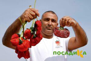 Клубника Гигант Джорнея купить по цене от 266р. в интернет-магазине «Посадика» с доставкой почтой в в Комсомольске и по всей России – [изображение №1].