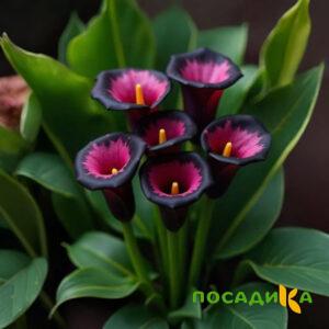 Калла Аура Лейс купить по цене от 400р. в интернет-магазине «Посадика» с доставкой почтой в в Комсомольске и по всей России – [изображение №1].