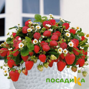 Клубника Рубиновый Шепот (горшечная) купить по цене от 240р. в интернет-магазине «Посадика» с доставкой почтой в в Комсомольске и по всей России – [изображение №1].