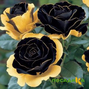 Роза Ханни Сикл купить по цене от 700р. в интернет-магазине «Посадика» с доставкой почтой в в Комсомольске и по всей России – [изображение №1].