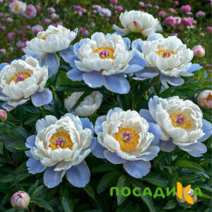 Пион акварельный Этюд купить по цене от 806р. в интернет-магазине «Посадика» с доставкой почтой в в Комсомольске и по всей России – [изображение №1].