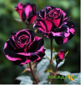 Роза Багровый Шепот купить по цене от 366р. в интернет-магазине «Посадика» с доставкой почтой в в Комсомольске и по всей России – [изображение №1].
