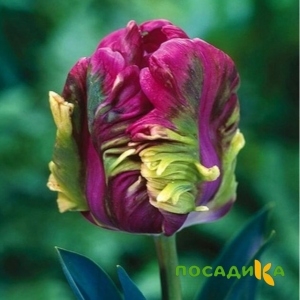 Тюльпан Экзотик Хэвен купить по цене от 186р. в интернет-магазине «Посадика» с доставкой почтой в в Комсомольске и по всей России – [изображение №1].
