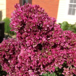 Флокс Филингс купить по цене от 329р. в интернет-магазине «Посадика» с доставкой почтой в в Комсомольске и по всей России – [изображение №1].