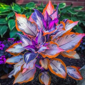 Хоста Эмеральд Тиара купить по цене от 602р. в интернет-магазине «Посадика» с доставкой почтой в в Комсомольске и по всей России – [изображение №1].