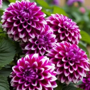 Георгин Кристал Корт купить по цене от 602р. в интернет-магазине «Посадика» с доставкой почтой в в Комсомольске и по всей России – [изображение №1].