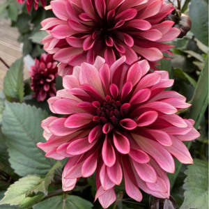 Георгин Перли Сансет купить по цене от 309р. в интернет-магазине «Посадика» с доставкой почтой в в Комсомольске и по всей России – [изображение №1].