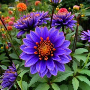 Георгин Лазурит купить по цене от 799р. в интернет-магазине «Посадика» с доставкой почтой в в Комсомольске и по всей России – [изображение №1].