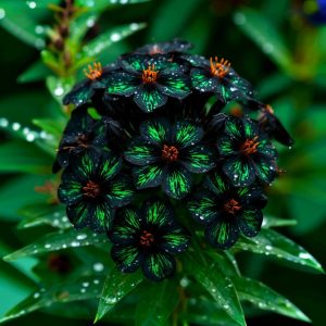 Флокс Ривьера купить по цене от 299р. в интернет-магазине «Посадика» с доставкой почтой в в Комсомольске и по всей России – [изображение №1].