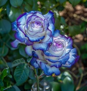 Роза Пэтолз Хоуп купить по цене от 333р. в интернет-магазине «Посадика» с доставкой почтой в в Комсомольске и по всей России – [изображение №1].