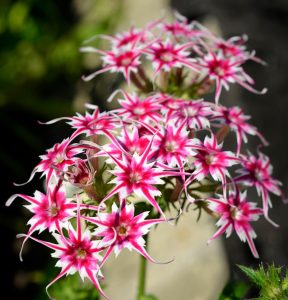 Флокс Метельчатый Путь купить по цене от 456р. в интернет-магазине «Посадика» с доставкой почтой в в Комсомольске и по всей России – [изображение №1].