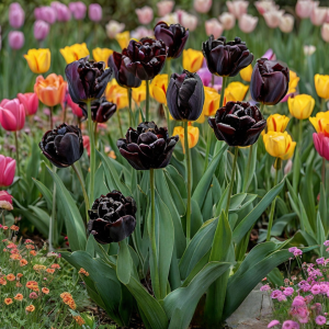Тюльпан махровый Рейдинс Дарк купить по цене от 230р. в интернет-магазине «Посадика» с доставкой почтой в в Комсомольске и по всей России – [изображение №1].