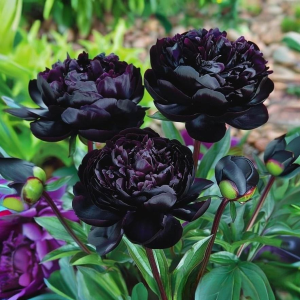 Пион Королевский Бархат купить по цене от 419р. в интернет-магазине «Посадика» с доставкой почтой в в Комсомольске и по всей России – [изображение №1].