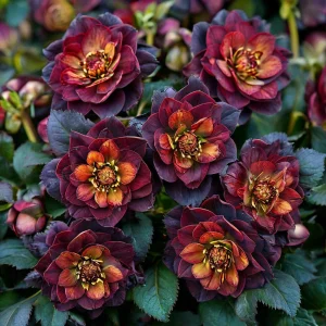 Морозник Сноу Дроп купить по цене от 348р. в интернет-магазине «Посадика» с доставкой почтой в в Комсомольске и по всей России – [изображение №1].