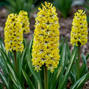 Гиацинт Сансет Голд купить по цене от 2099р. в интернет-магазине «Посадика» с доставкой почтой в в Комсомольске и по всей России – [изображение №1].