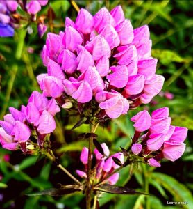 Флокс Бутоник купить по цене от 461р. в интернет-магазине «Посадика» с доставкой почтой в в Комсомольске и по всей России – [изображение №1].