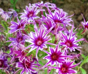 Флокс Звездное Кружево купить по цене от 361р. в интернет-магазине «Посадика» с доставкой почтой в в Комсомольске и по всей России – [изображение №1].