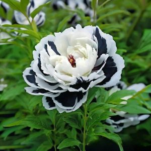 Пион Монохромный Шик купить по цене от 429р. в интернет-магазине «Посадика» с доставкой почтой в в Комсомольске и по всей России – [изображение №1].