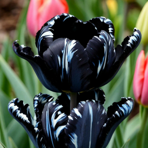 Тюльпан Шелк Нуар купить по цене от 219р. в интернет-магазине «Посадика» с доставкой почтой в в Комсомольске и по всей России – [изображение №1].