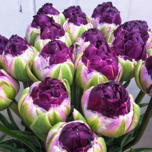 Тюльпан Анаконда купить по цене от 450р. в интернет-магазине «Посадика» с доставкой почтой в в Комсомольске и по всей России – [изображение №1].