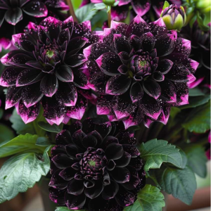 Георгин Лаванда Лейс купить по цене от 679р. в интернет-магазине «Посадика» с доставкой почтой в в Комсомольске и по всей России – [изображение №1].