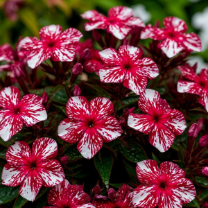 Флокс Ливер Гриммер купить по цене от 590р. в интернет-магазине «Посадика» с доставкой почтой в в Комсомольске и по всей России – [изображение №1].