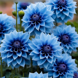 Георгин Вижапе купить по цене от 699р. в интернет-магазине «Посадика» с доставкой почтой в в Комсомольске и по всей России – [изображение №1].