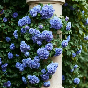 Роза плетистая Блю Перпл купить по цене от 540р. в интернет-магазине «Посадика» с доставкой почтой в в Комсомольске и по всей России – [изображение №1].